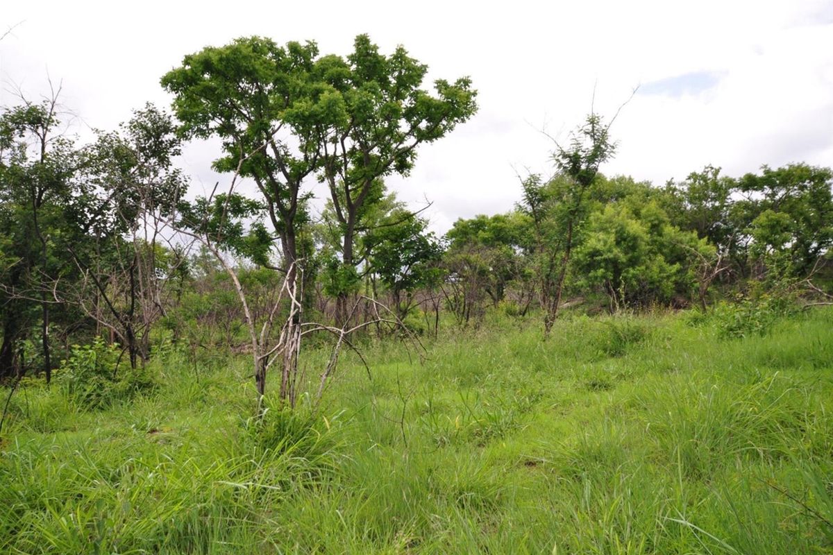 A view of the natural, undeveloped garden area featuring established indigenous trees and wild grassland on the small holding.
