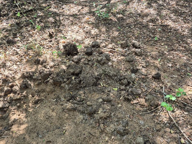 Stunning 14ha plot bordering the Olifants River with 200m river front for sale in Mica, Hoedspruit - Photo 9