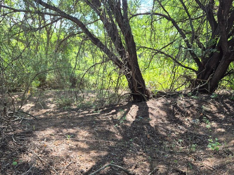 Stunning 14ha plot bordering the Olifants River with 200m river front for sale in Mica, Hoedspruit - Photo 7