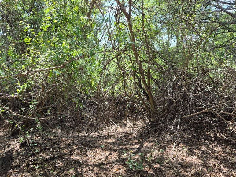 Stunning 14ha plot bordering the Olifants River with 200m river front for sale in Mica, Hoedspruit - Photo 10