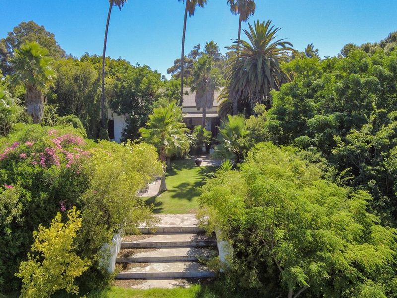 An elevated view of a lush, mature garden featuring stone steps leading towards the rear of the property, surrounded by established trees and palms.