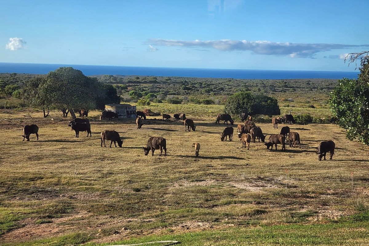 Farm For Sale in Stilbaai Rural, Stilbaai - Photo 5