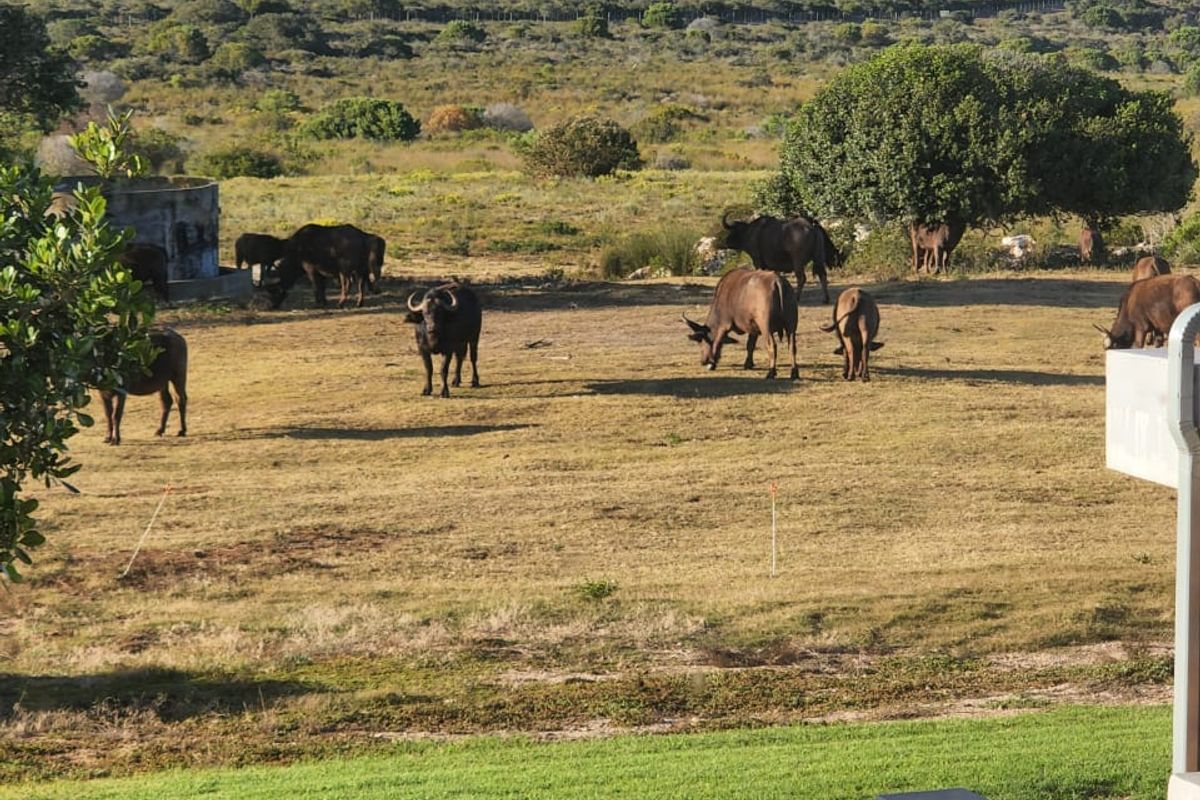 Farm For Sale in Stilbaai Rural, Stilbaai - Photo 4
