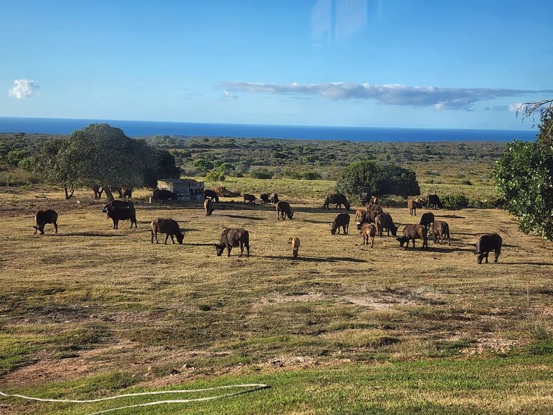 Expansive farm landscape featuring grazing livestock with a scenic ocean view in the distance.