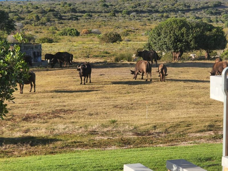 Expansive farm landscape view featuring grazing buffalo, natural vegetation, and a distant ocean horizon, viewed from a brick-walled outdoor area.