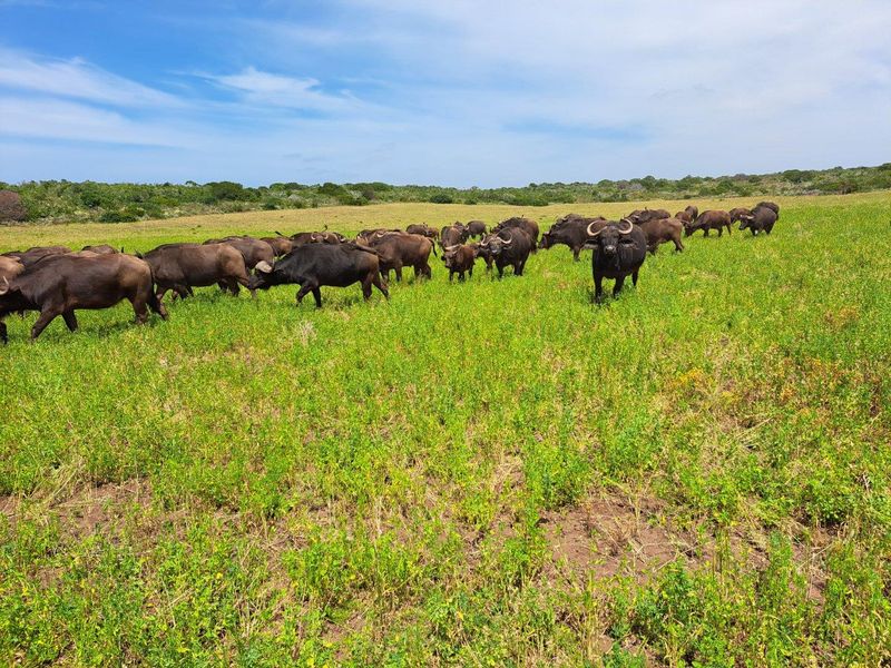 Expansive open grazing pasture on the farm, suitable for livestock management and agricultural use.