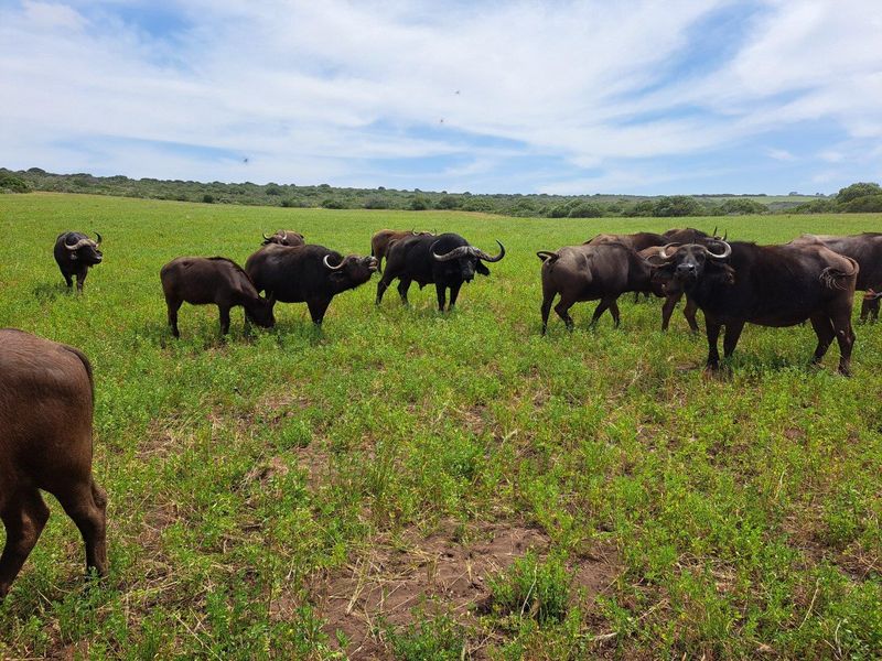 Expansive open grazing pasture on the farm, suitable for livestock management and agricultural use.