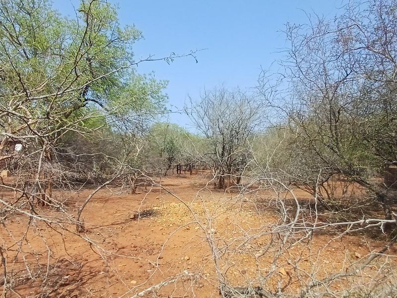 A view of a vacant residential plot featuring natural vegetation and native trees on a dry soil landscape.