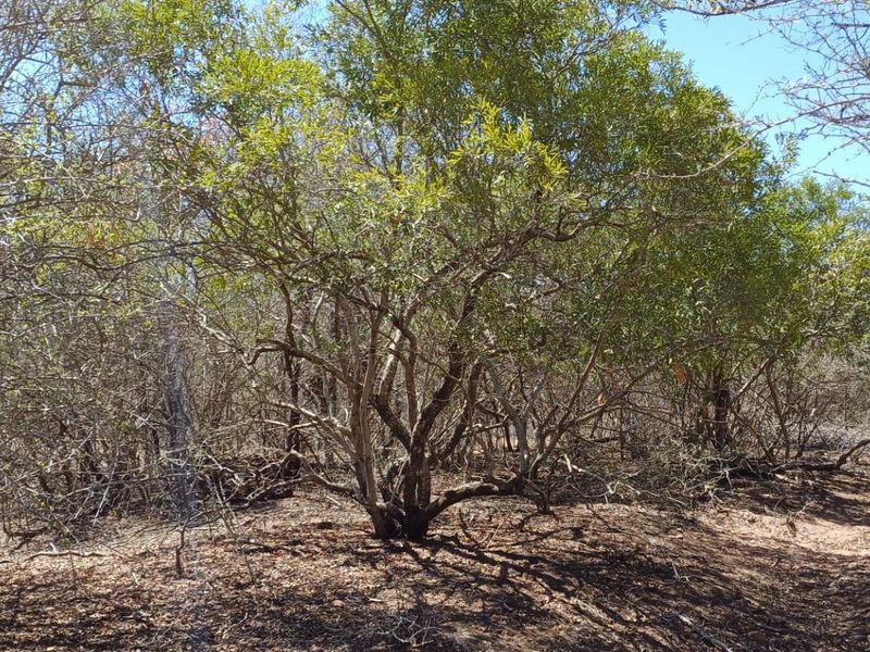 A view of the natural, undeveloped residential land featuring native trees and shrubs on the property.