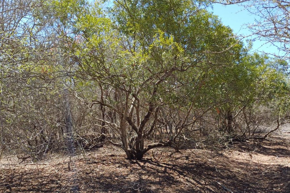 A view of the natural, undeveloped residential land featuring native trees and shrubs on the property.