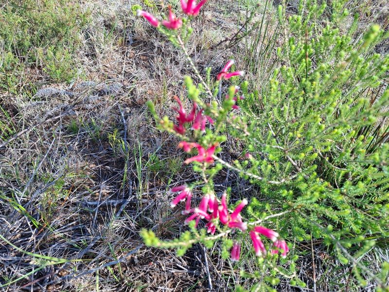 Farm UNDER OFFER in Stilbaai Rural, Stilbaai - Photo 8
