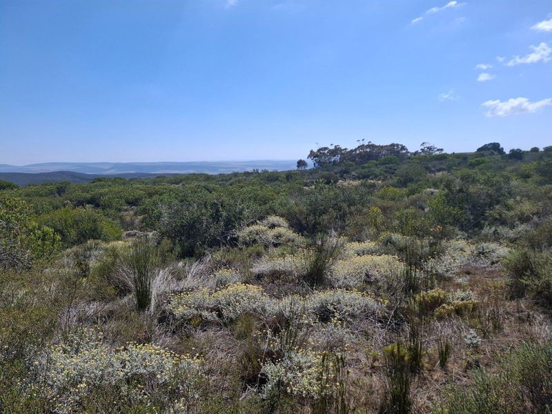 Farm UNDER OFFER in Stilbaai Rural, Stilbaai - Photo 4