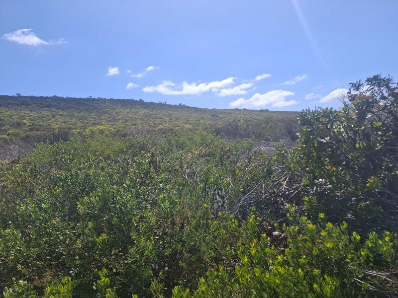 Farm UNDER OFFER in Stilbaai Rural, Stilbaai - Photo 5