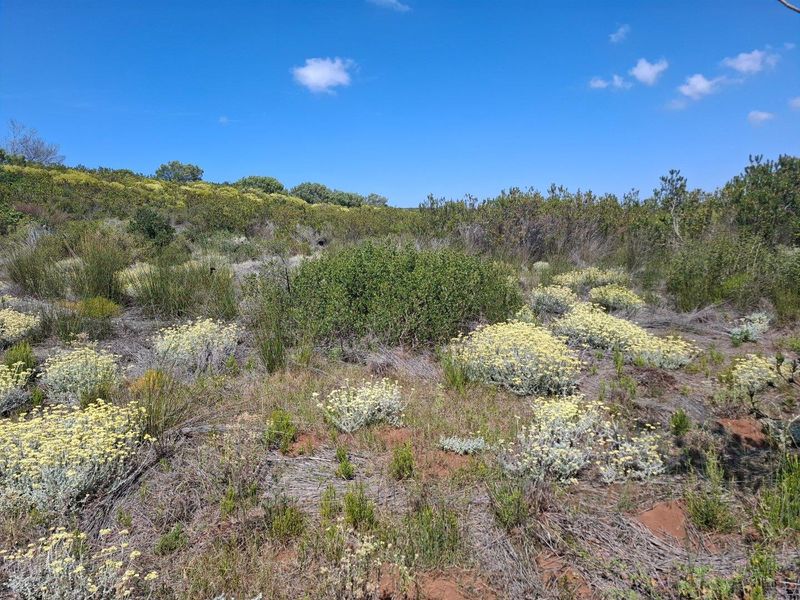 Farm UNDER OFFER in Stilbaai Rural, Stilbaai - Photo 3