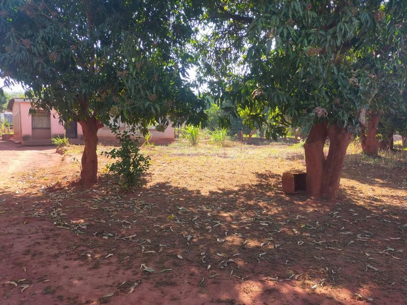 A spacious outdoor garden area featuring mature trees and natural ground cover, providing a shaded and open space adjacent to the property.