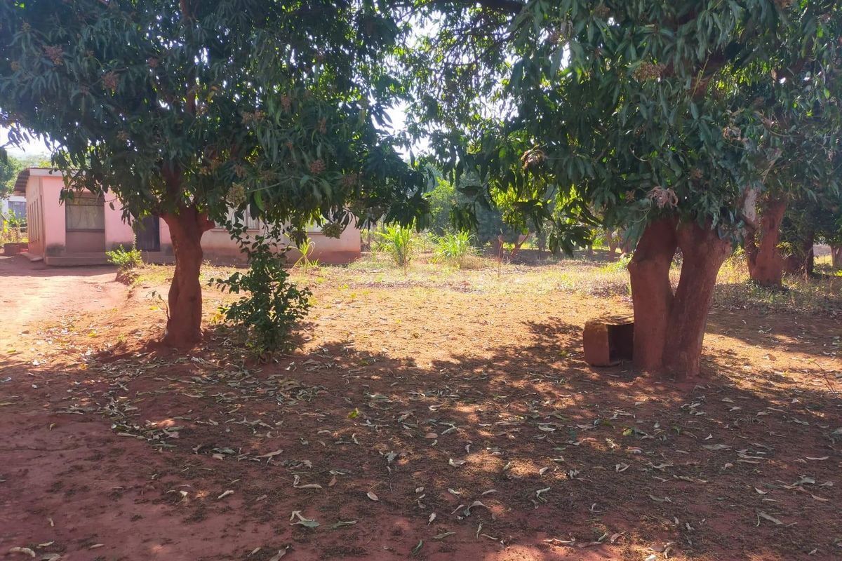 A spacious outdoor garden area featuring mature trees and natural ground cover, providing a shaded and open space adjacent to the property.
