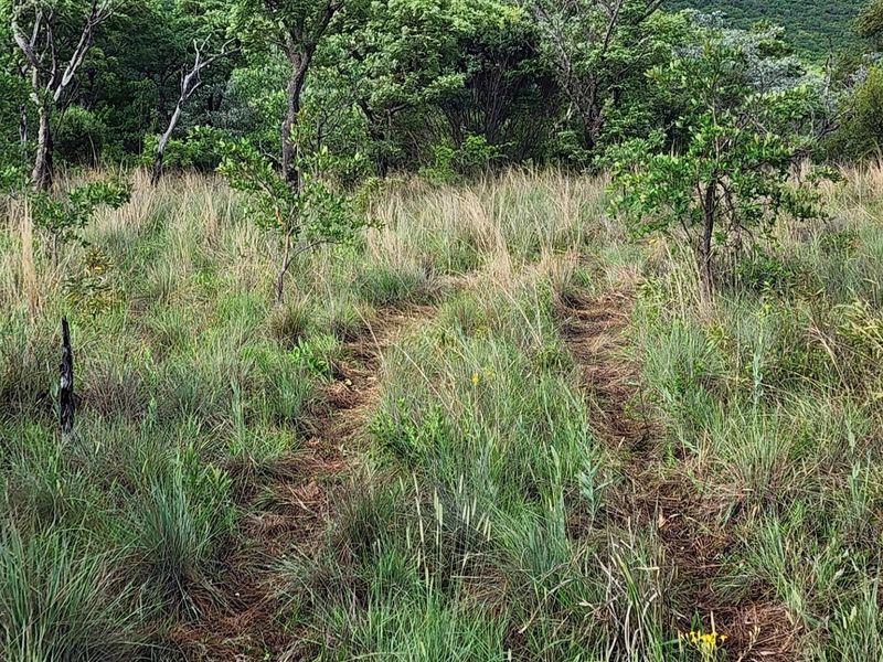 Vacant Stand in Zwartkloof Private Game Reserve - Spectacular Views - Photo 8