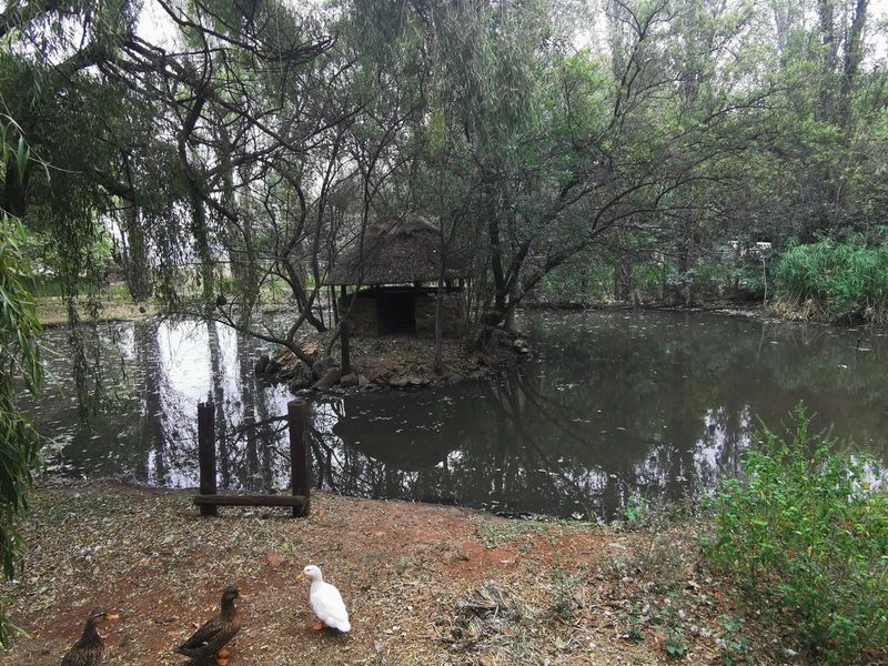 A natural pond on the small holding featuring a small thatched island structure surrounded by mature trees and established garden landscaping.