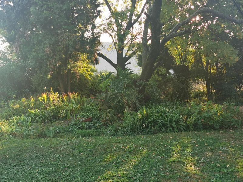 A lush, established garden area featuring mature trees and dense greenery, providing a natural and private outdoor setting on the small holding.
