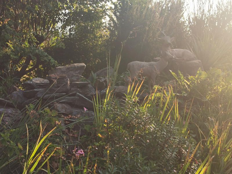A lush, sun-drenched garden area featuring natural stone landscaping and established greenery, creating a tranquil outdoor setting.