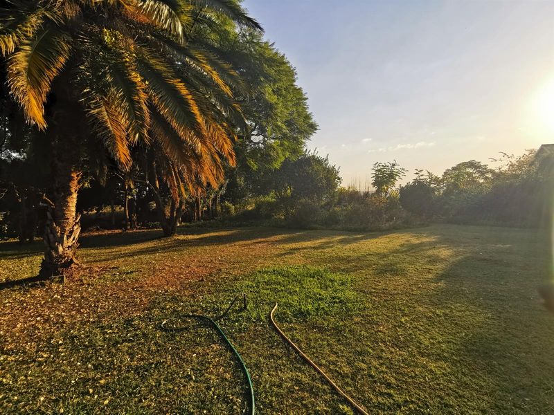 A spacious, sunlit garden area featuring mature palm trees and established greenery, offering a peaceful outdoor setting on the small holding.