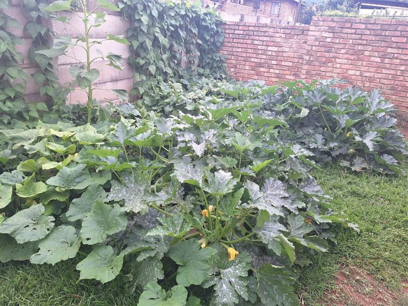 3 bedroom duet in Waverley for sale - Photo 6