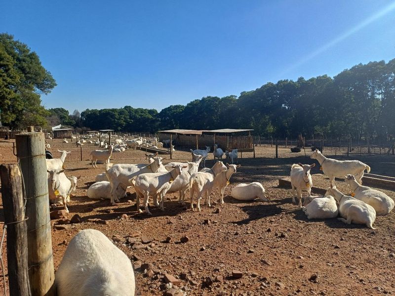 Farm For Sale in Nestpark AH, Bronkhorstspruit - Photo 9