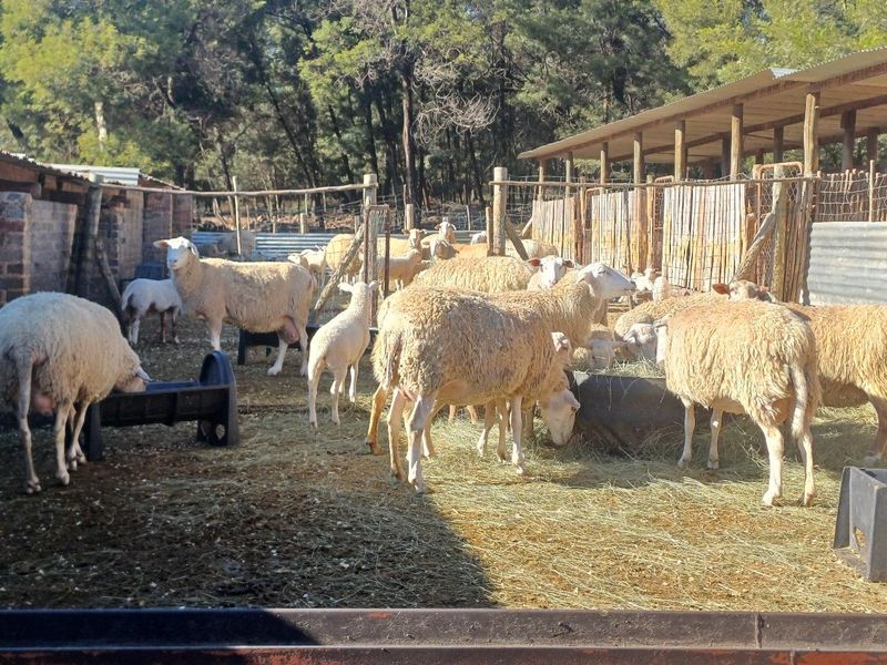 Farm For Sale in Nestpark AH, Bronkhorstspruit - Photo 8