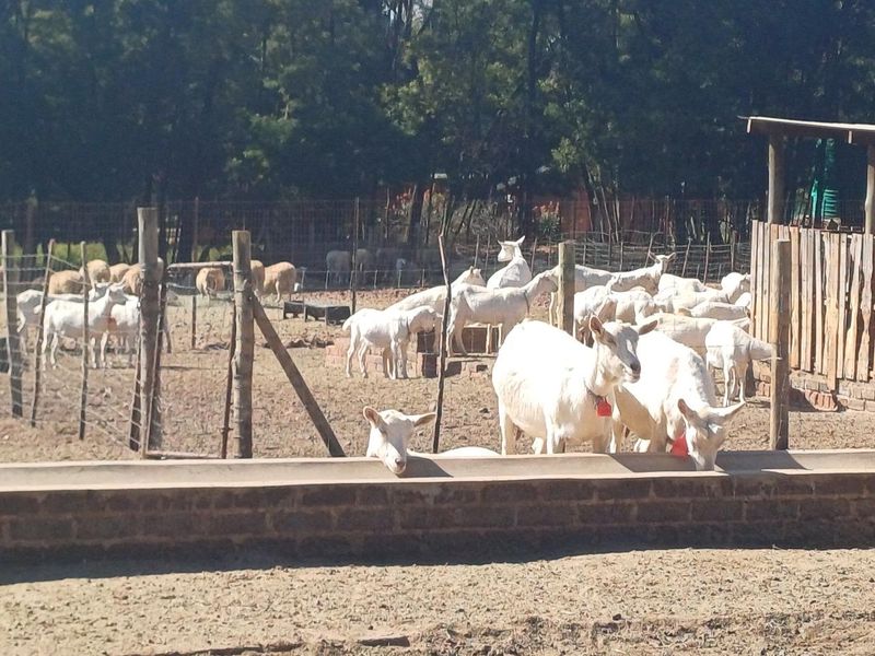 Farm For Sale in Nestpark AH, Bronkhorstspruit - Photo 7