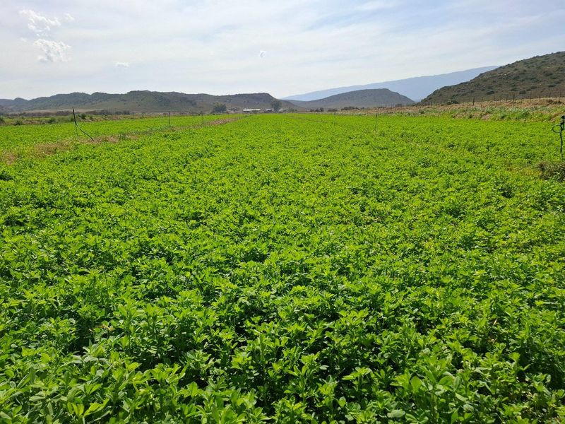 Farm For Sale in Ladismith Rural, Ladismith - Photo 6