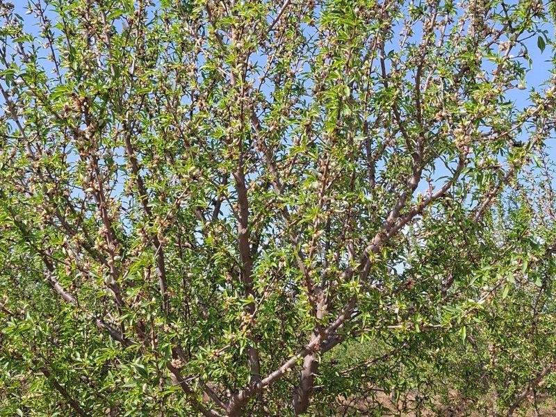 Farm For Sale in Ladismith Rural, Ladismith - Photo 9