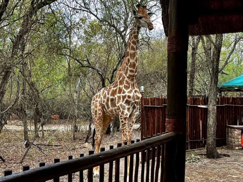 Wildlife, at Your Doorstep - Two -Bedroom, Bush Haven! - Photo 8
