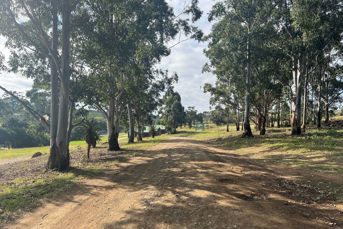 A view of a dirt access road winding through a wooded area on a vacant residential property.