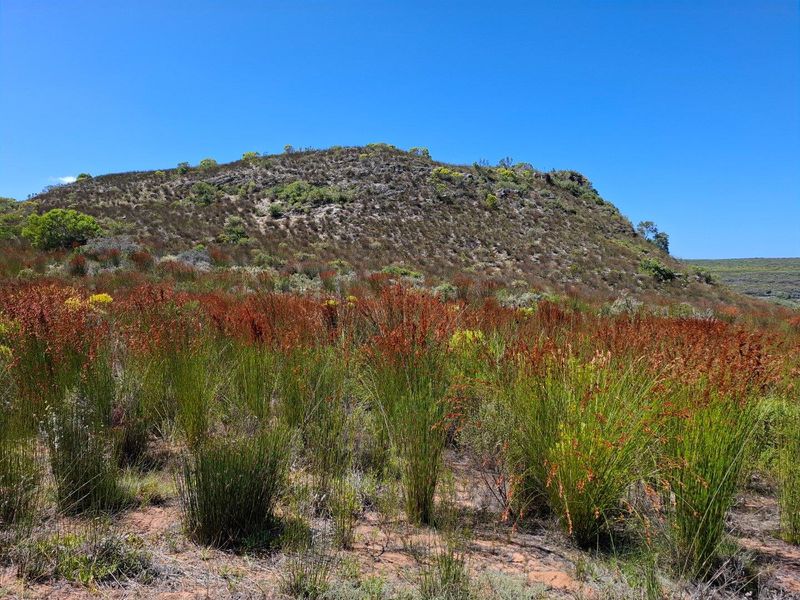 Farm For Sale in Stilbaai Rural, Stilbaai - Photo 7