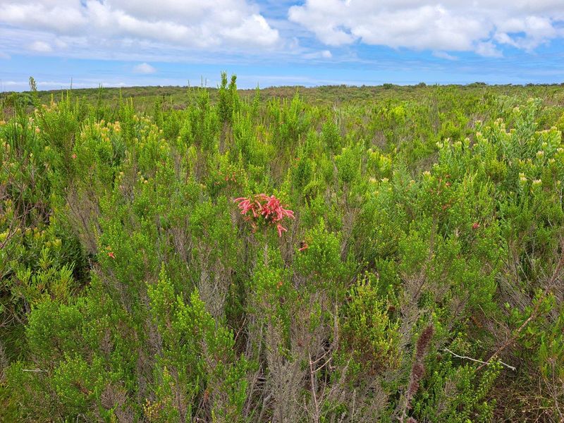 Farm For Sale in Stilbaai Rural, Stilbaai - Photo 7