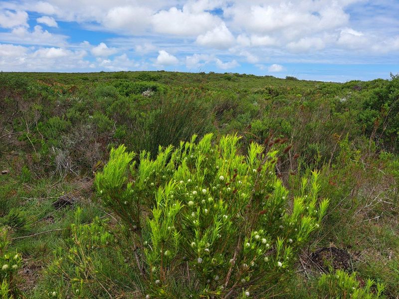 Farm For Sale in Stilbaai Rural, Stilbaai - Photo 9