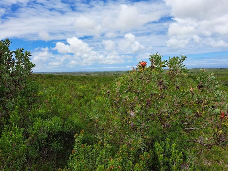 Farm For Sale in Stilbaai Rural, Stilbaai - Photo 5
