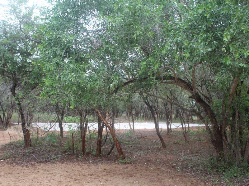 A natural, wooded garden area featuring mature trees and sandy ground, providing a secluded outdoor space.