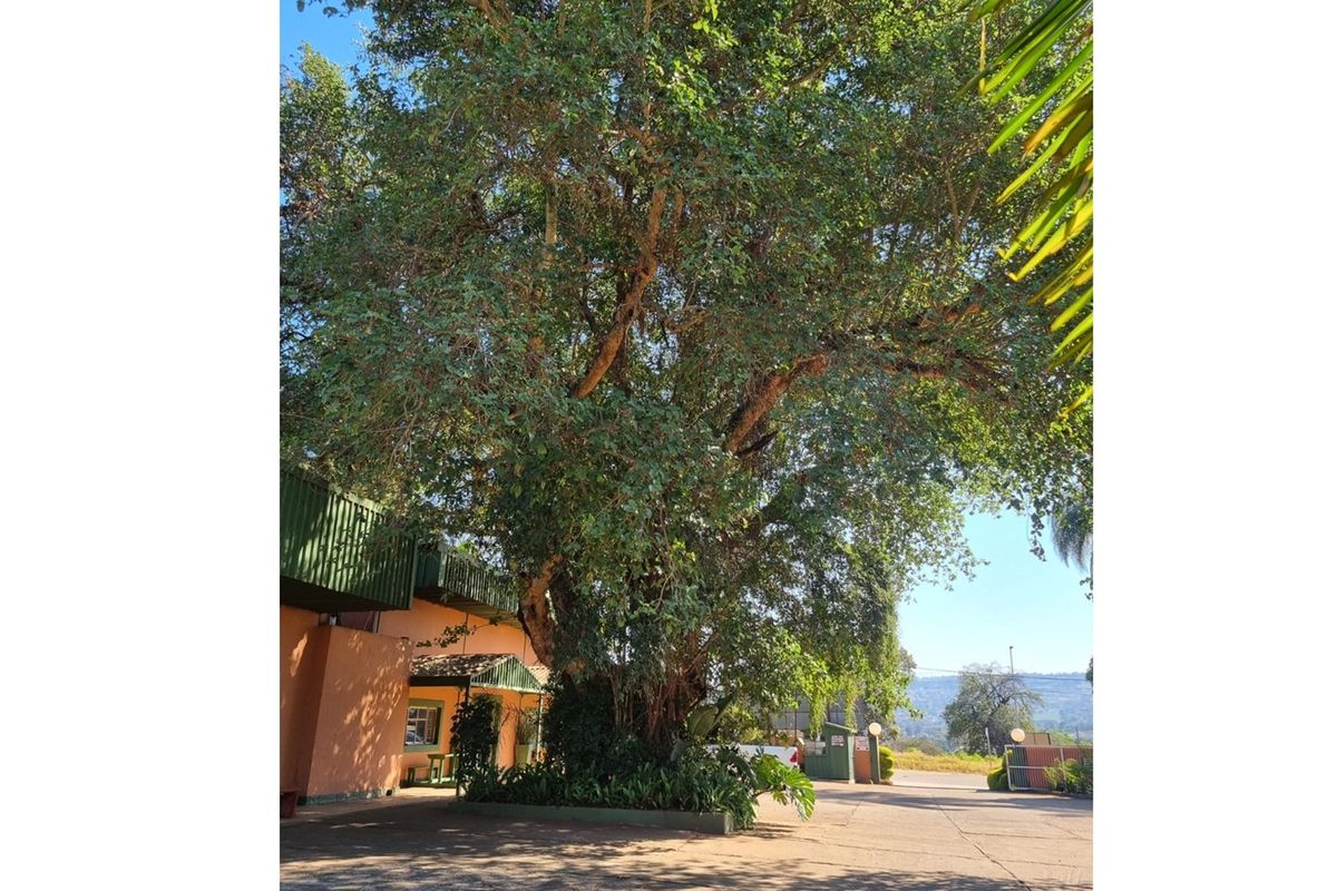 "Prime Guesthouse Investment in Thohoyandou" - Photo 2