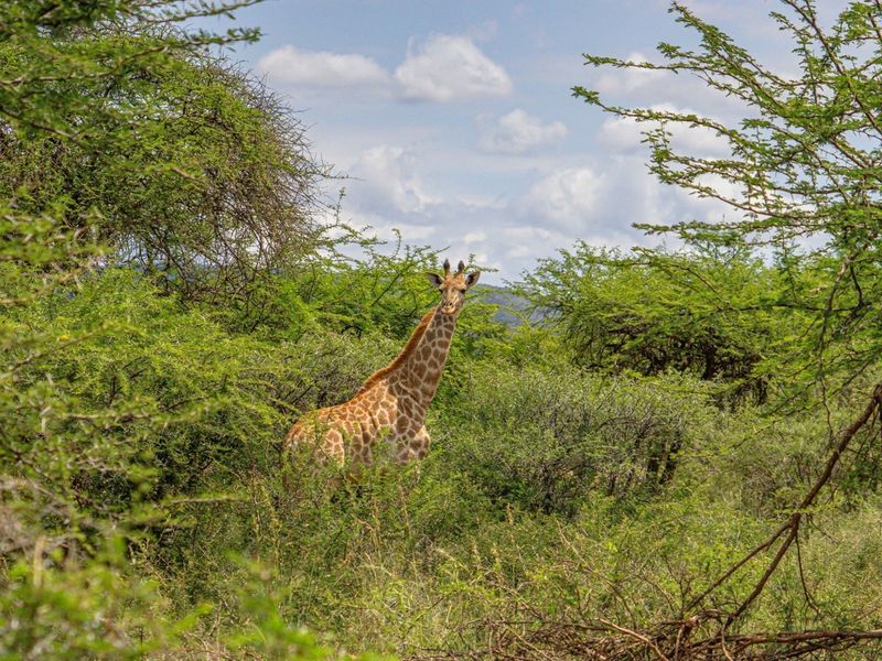 Investor’s Dream: 226Ha Lodge, Game Farming Estate - Luxury Infrastructure and High ROI Potential - Photo 3