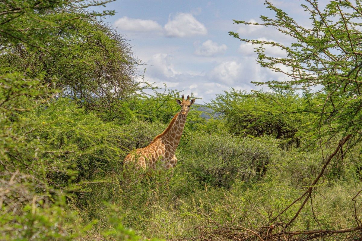 Investor’s Dream: 226Ha Lodge, Game Farming Estate - Luxury Infrastructure and High ROI Potential - Photo 3