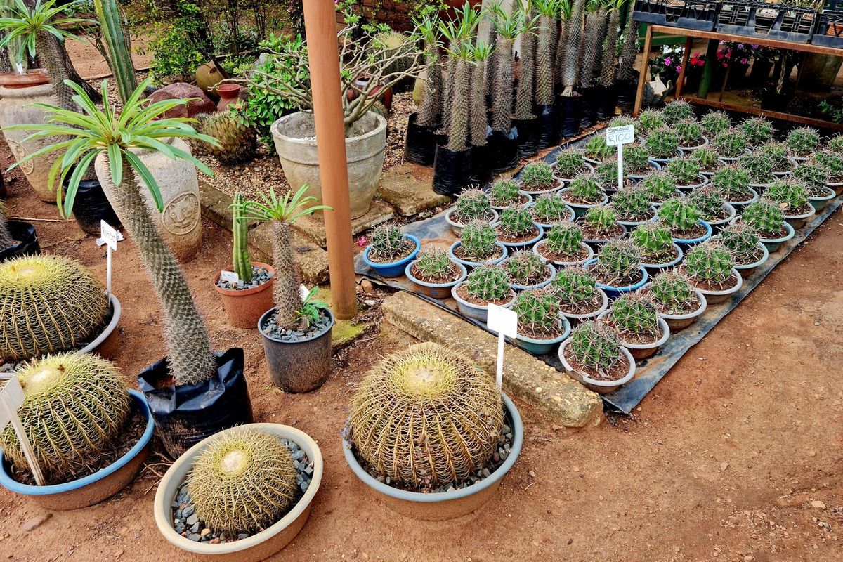 Thriving Commercial Gem in Louis Trichardt: A Shopper's Paradise Oasis - Photo 4