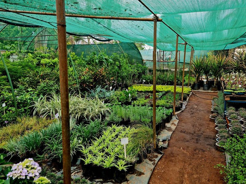 A commercial nursery area featuring a large shade cloth structure covering rows of potted plants and shrubs along a dirt pathway.