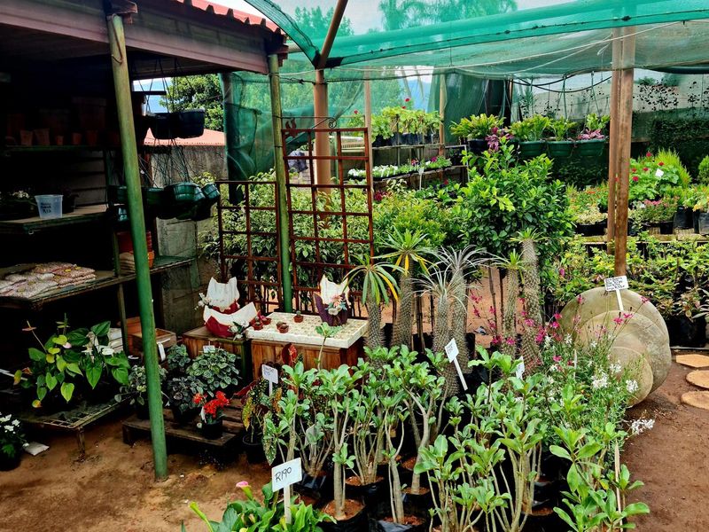 A retail nursery area featuring a covered structure with metal shelving and shade netting, housing a variety of potted plants and garden stock.