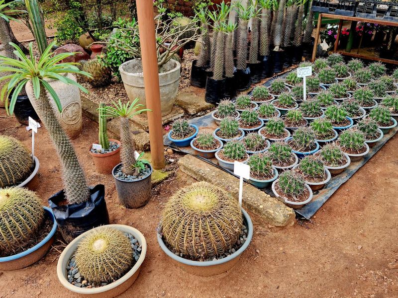 A retail nursery display area featuring a variety of potted cacti and succulents arranged on a dirt ground surface.