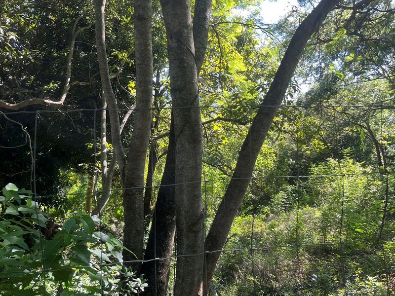 "Own a Piece of Paradise: 135ha Farm For Sale" - Photo 8