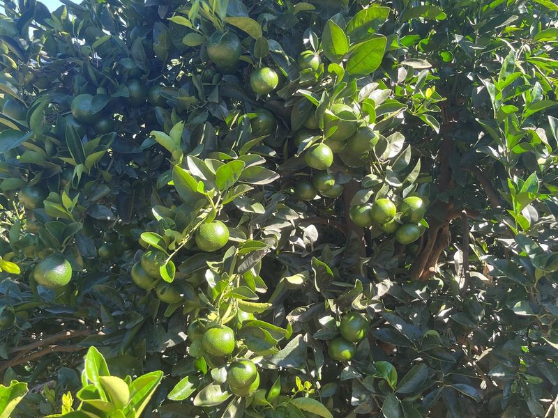 "Own a Piece of Paradise: 135ha Farm For Sale" - Photo 7