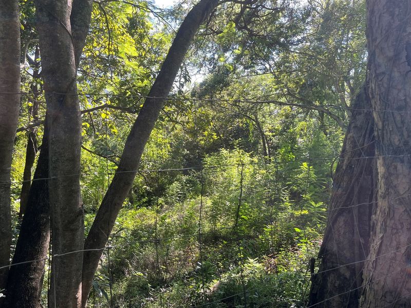 "Own a Piece of Paradise: 135ha Farm For Sale" - Photo 6