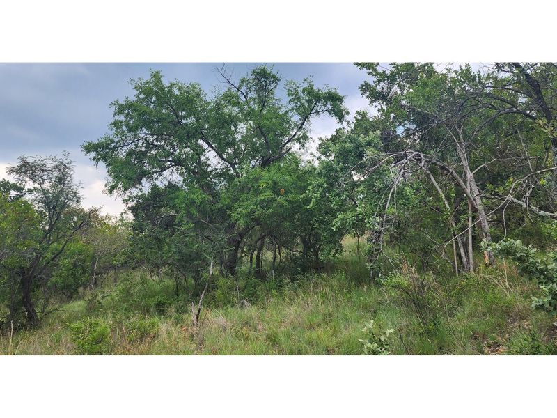 Innibos - 1 Ha Vacant land 16 km from Bela-Bela - Private Game Reserve - DOG Friendly - Photo 5