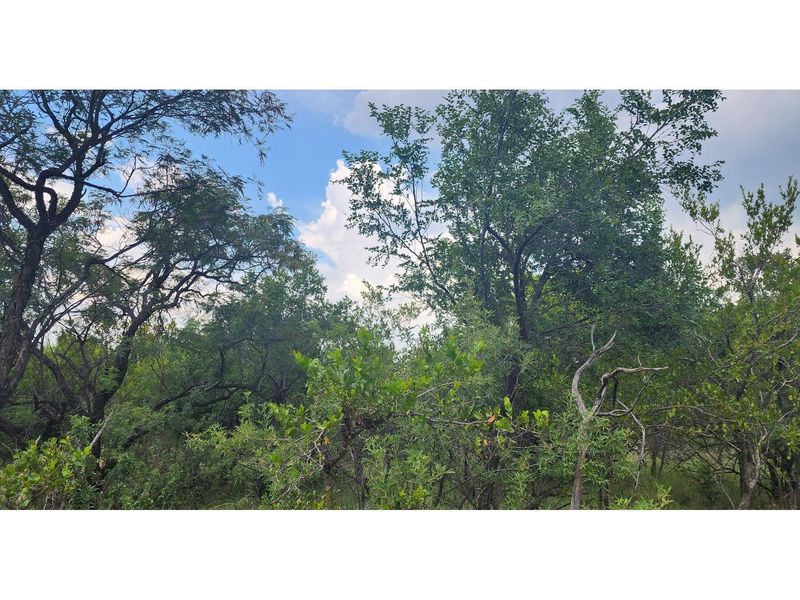 Innibos - 1 Ha Vacant land 16 km from Bela-Bela - Private Game Reserve - DOG Friendly - Photo 6